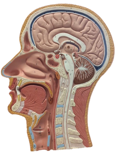 252AC64F56DFD9181CEF8D