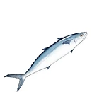 251F763C56A0C83C043E90