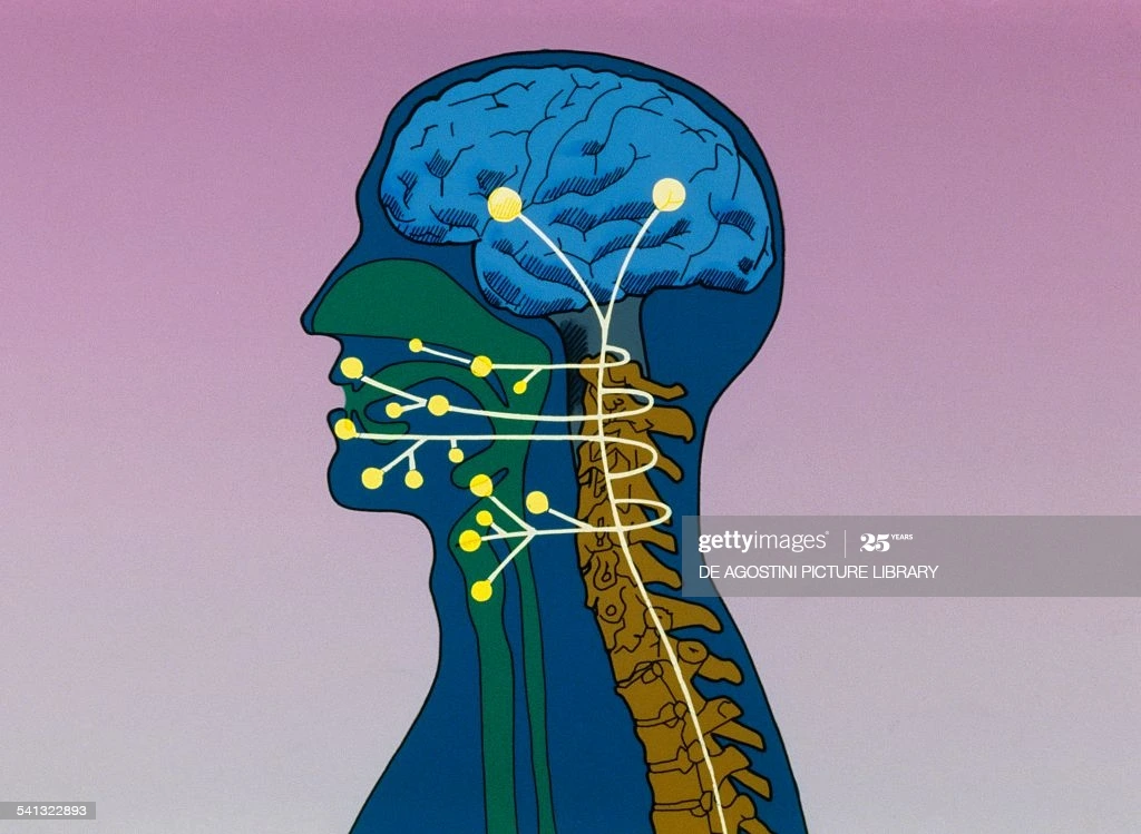 nerve-connection-between-brain-and-vocal-apparatus-drawing-picture-id541322893