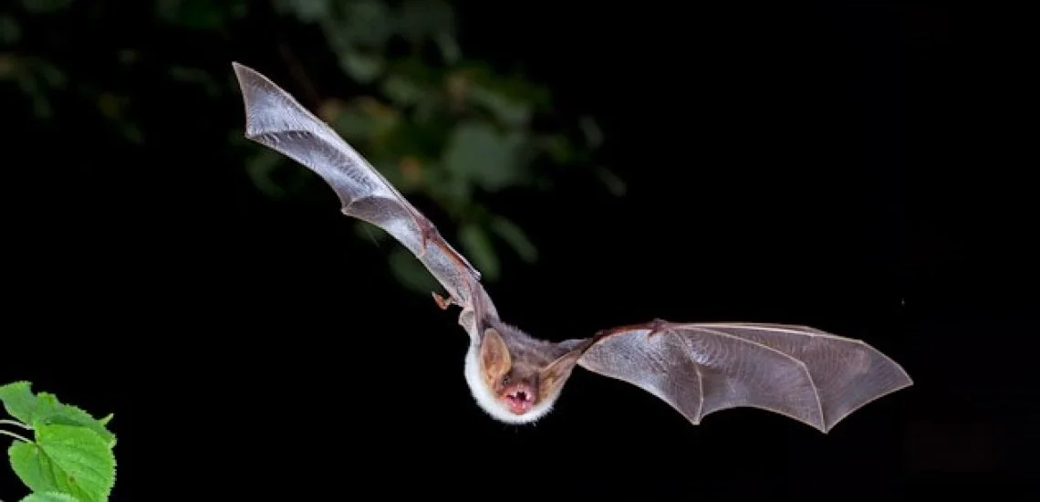 greater_mouse-eared_bat_c_c._robiller_naturlichter.de_2.jpg?itok=JtEPCU5f