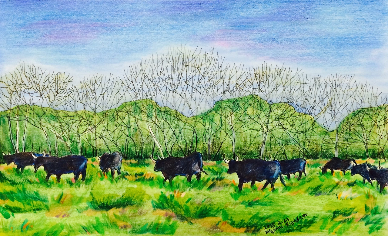 카마르그의 소들.JPG