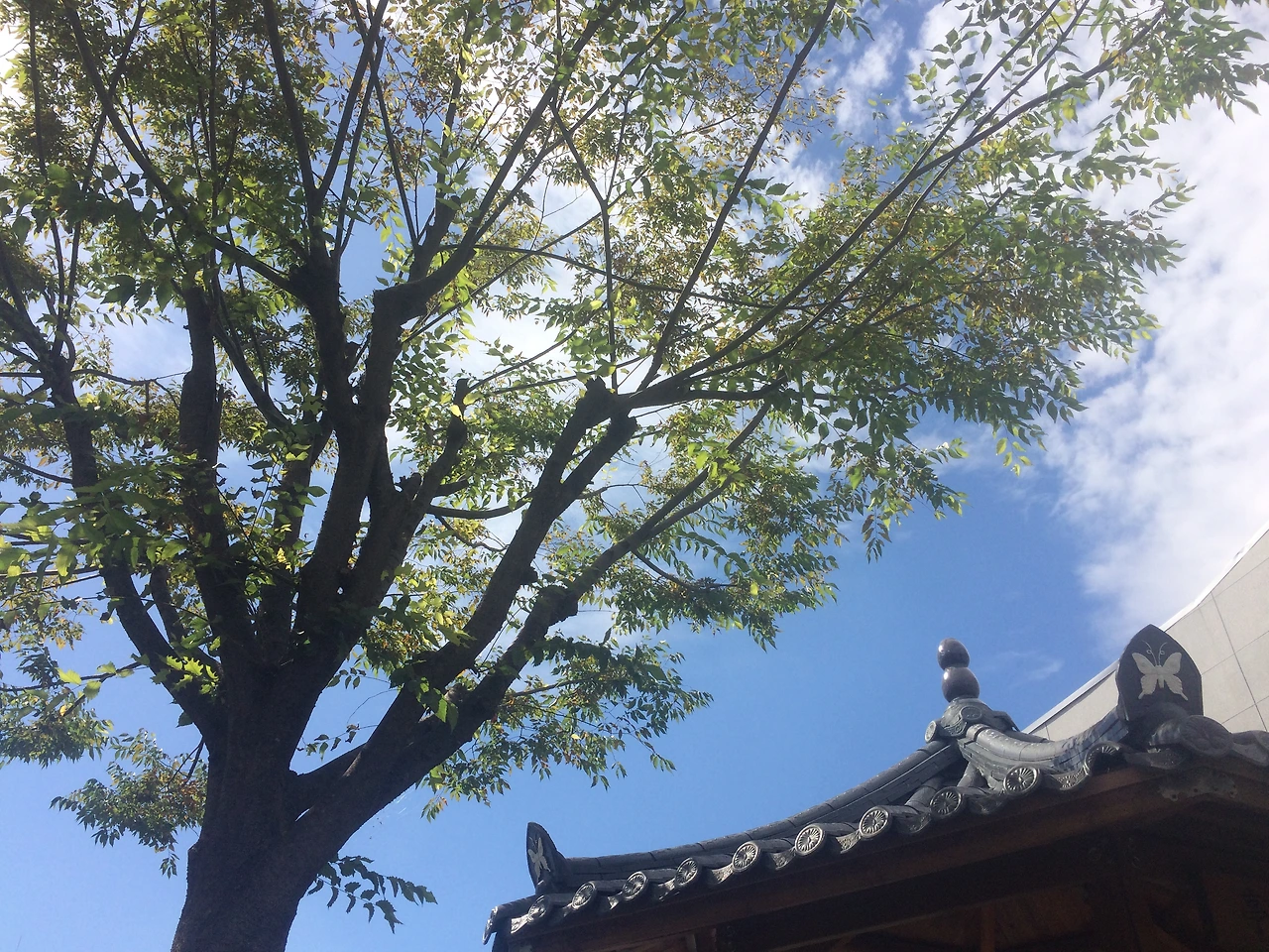 P20180928_111502040_DDE2326C-CC38-4154-BCB0-943E979E8C7D (1).JPG