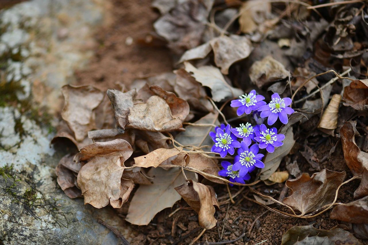 사진4. 노루귀.JPG