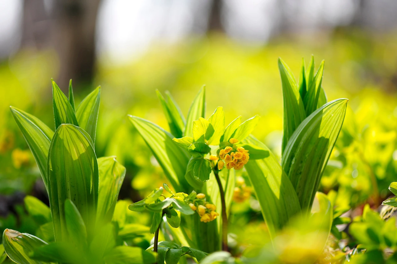 한계령풀 (1).JPG