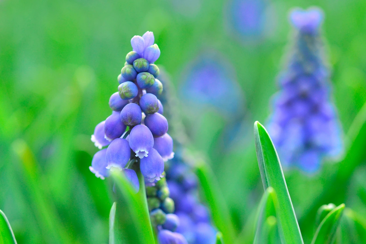 2.마음속 작은 정원 무스카리.JPG