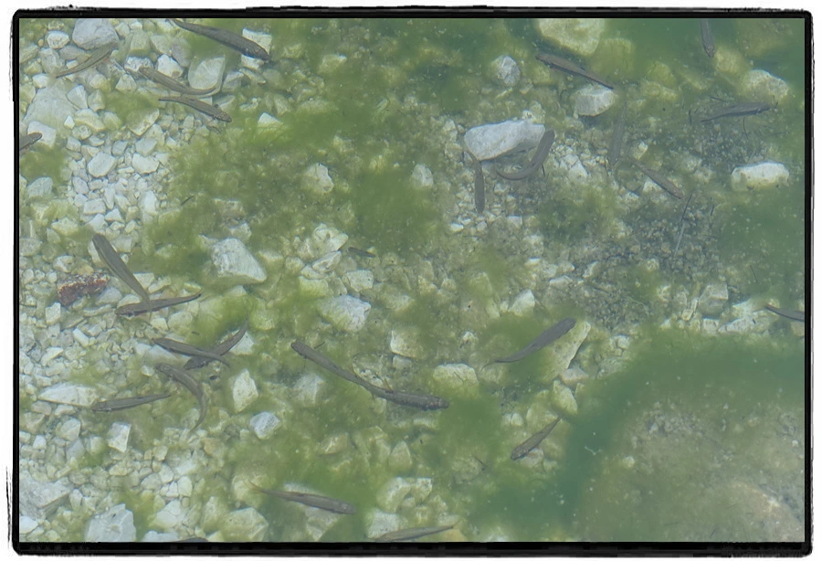 DSC00102.jpg?type=w966&jopt=2