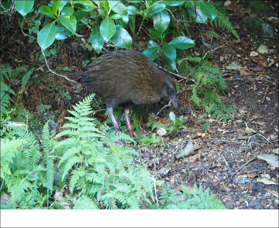 11.jpg?type=w966&jopt=2