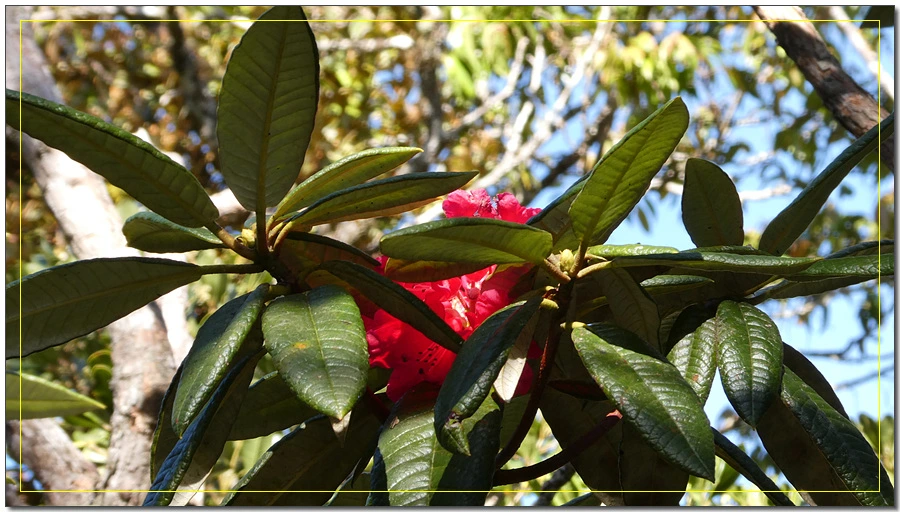 P1011539.jpg?type=w966