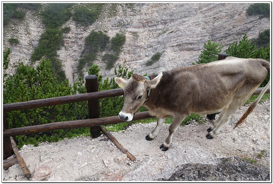 DSC00031.jpg?type=w966&jopt=2