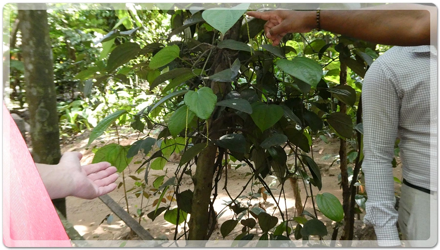 P1011136.jpg?type=w966