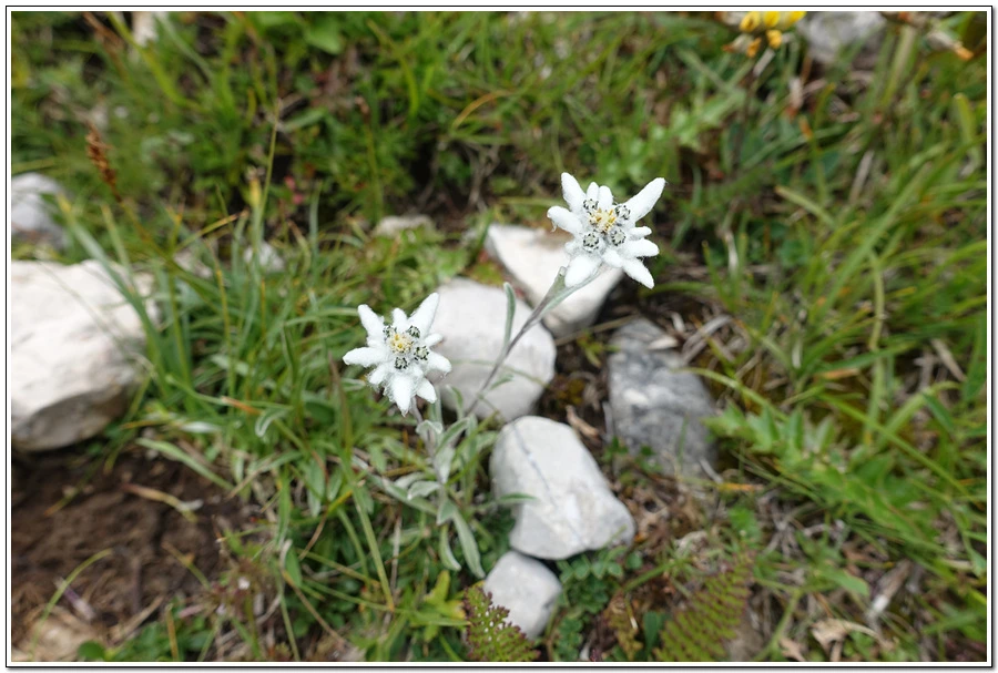 DSC00228.jpg?type=w966&jopt=2