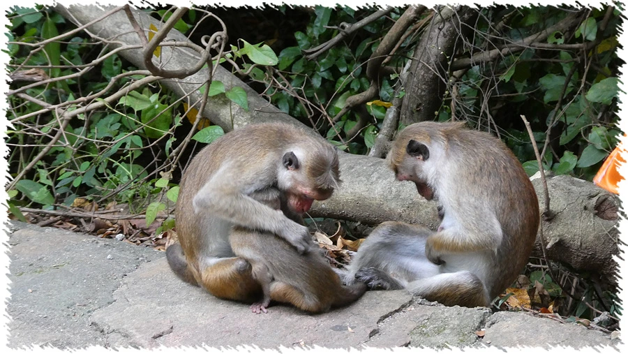 P1010937.jpg?type=w966