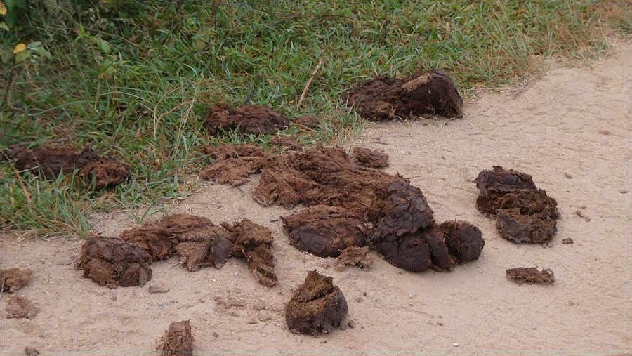 P1021930.jpg?type=w966