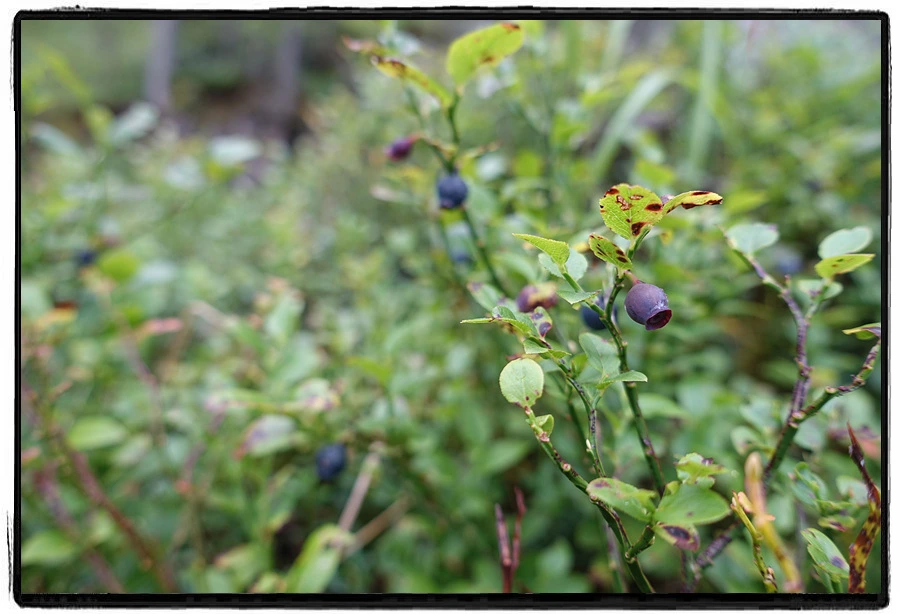 DSC00153.jpg?type=w966&jopt=2