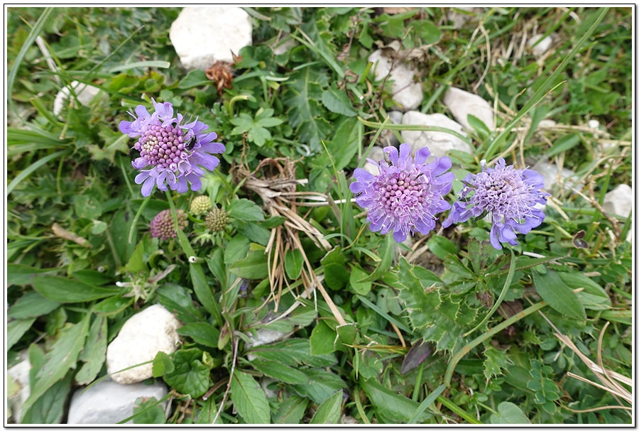 DSC00237.jpg?type=w966&jopt=2