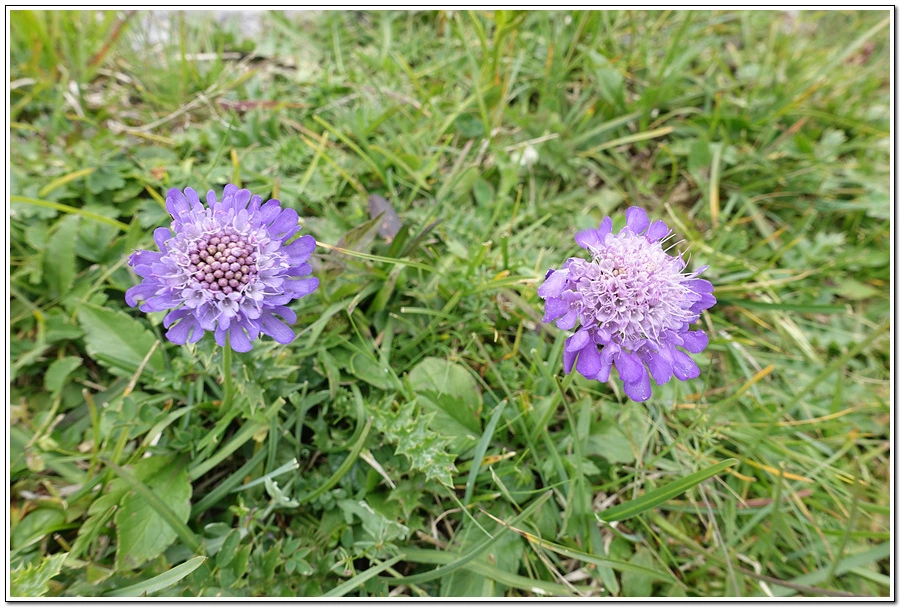 DSC00233.jpg?type=w966&jopt=2