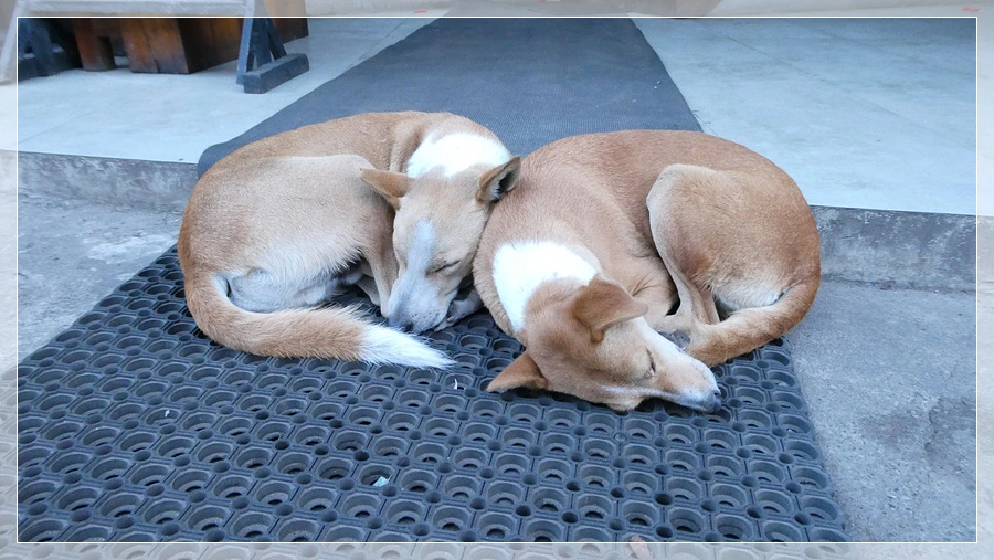 P1011657.jpg?type=w966