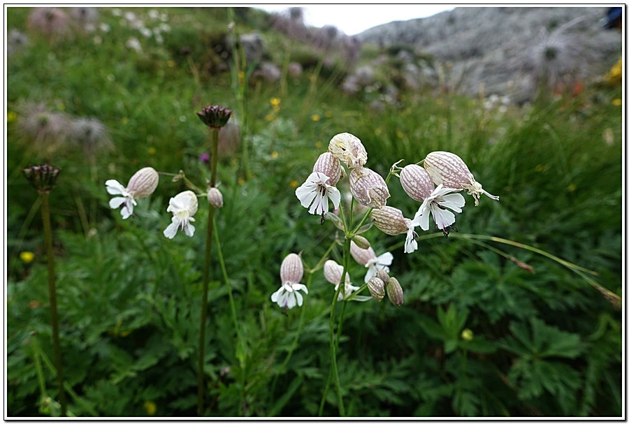 1.jpg?type=w966&jopt=2