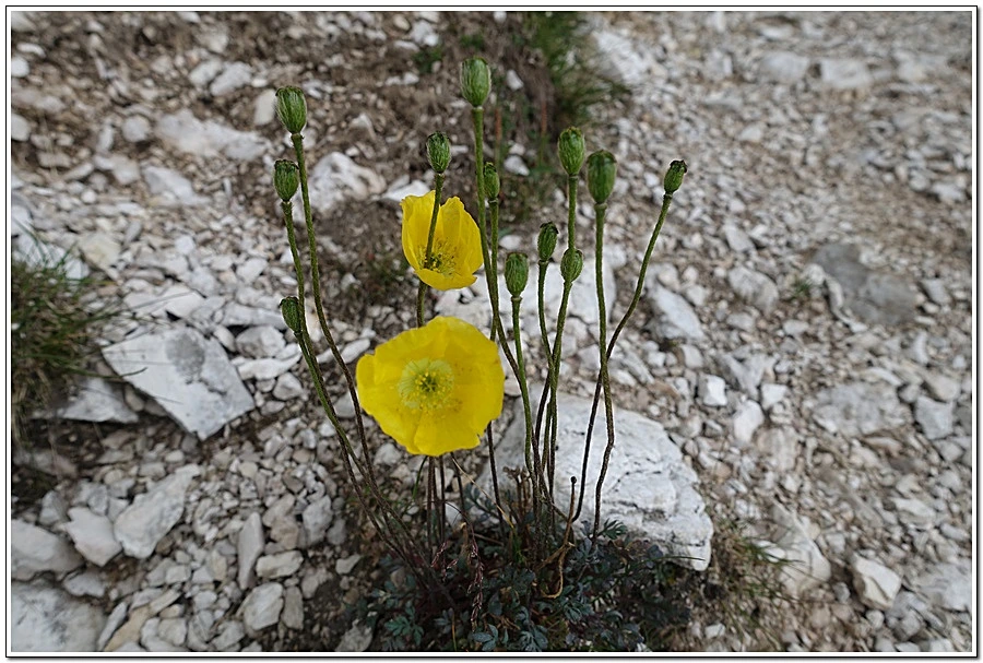 4.jpg?type=w966&jopt=2