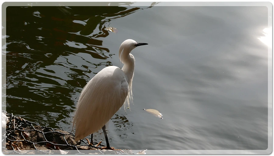 P1011187.jpg?type=w966