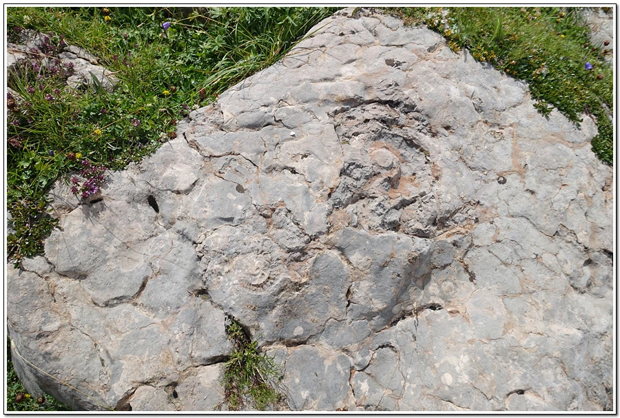 DSC00212.jpg?type=w966&jopt=2