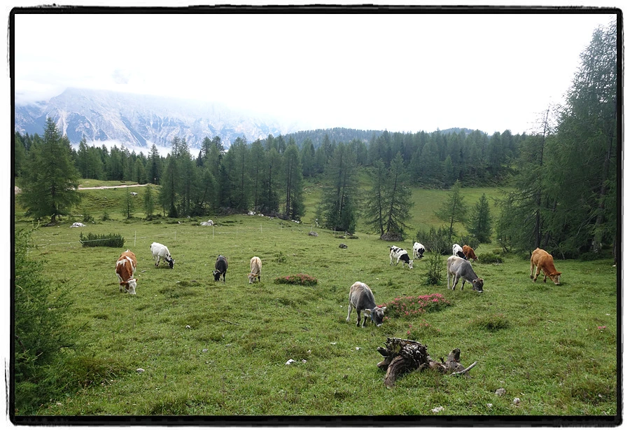 DSC00017.jpg?type=w966&jopt=2