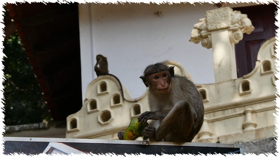 P1010862.jpg?type=w966