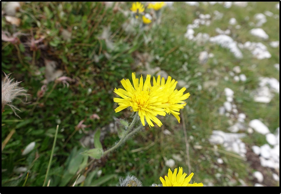 DSC00326.jpg?type=w966&jopt=2