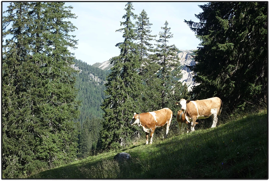 DSC00173.jpg?type=w966&jopt=2