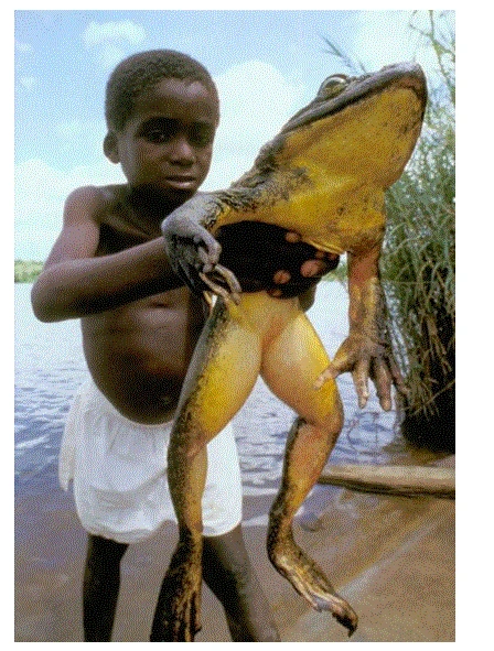 골리앗 개구리 .GIF