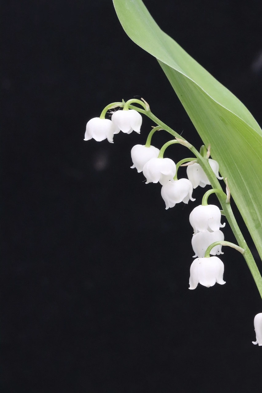 lily-of-the-valley-5117067_1280.jpg?type=w966