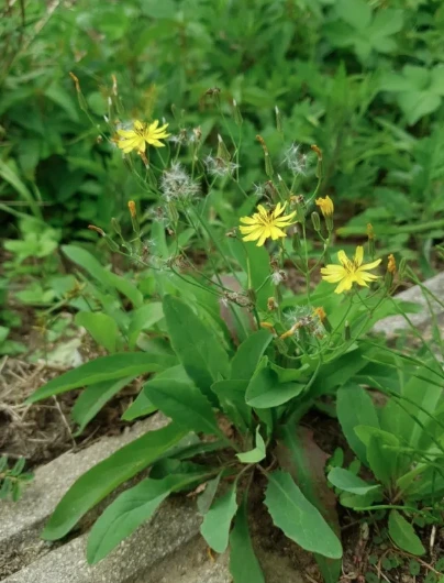 20240526_225106.png?type=w966