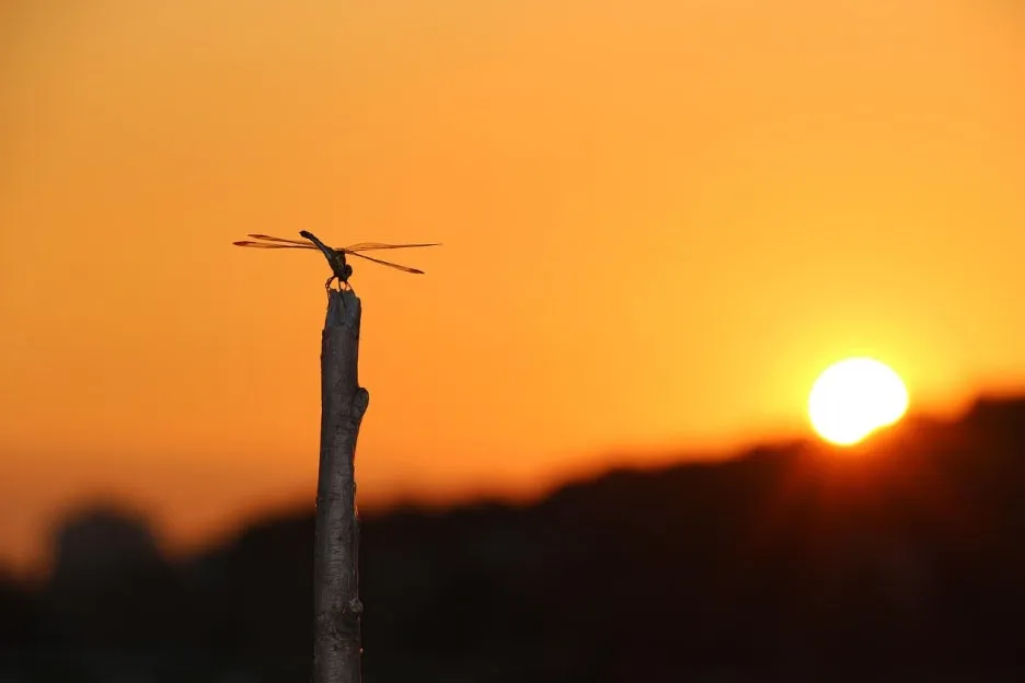 dragonfly-531586_1280.jpg?type=w1