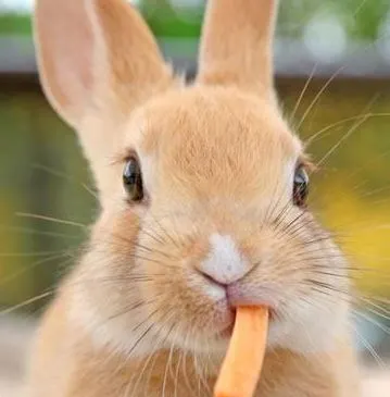 토끼와 당근.JPG