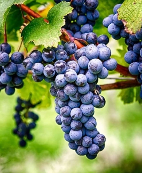 Screenshot%EF%BC%BF20231230%EF%BC%8D133454%EF%BC%BFPinterest.jpg?type=w580