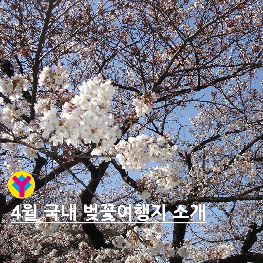 4월국내벚꽃여행_야나트립4월국내벚꽃여행하기좋은곳900-1.jpeg