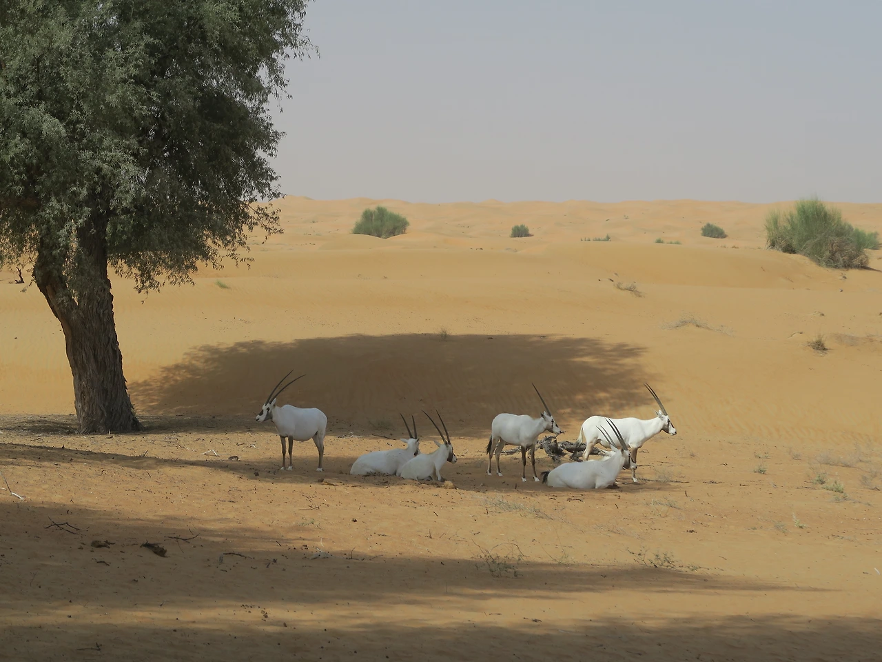 두바이 네이처 사파리 (2).JPG