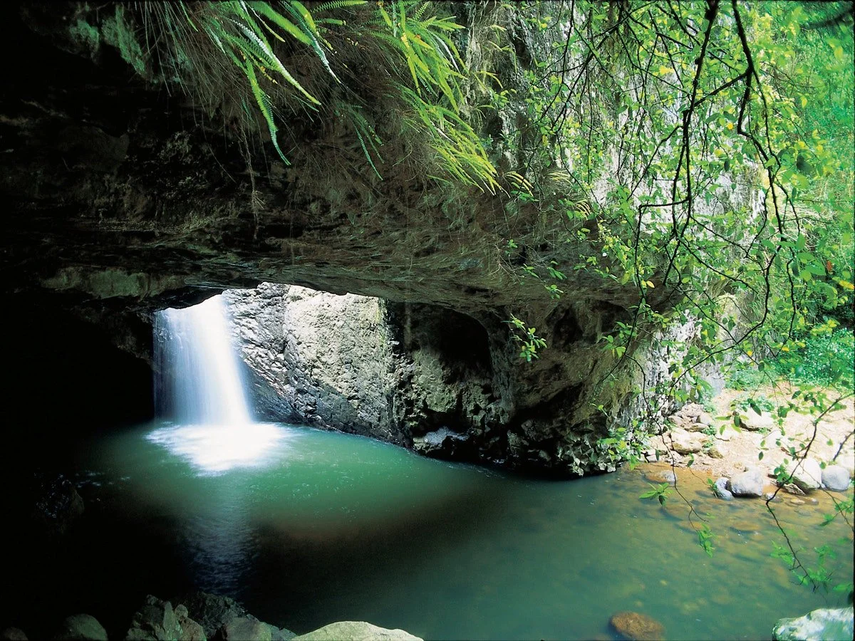 골드코스트반딧불투어 (2).jpeg