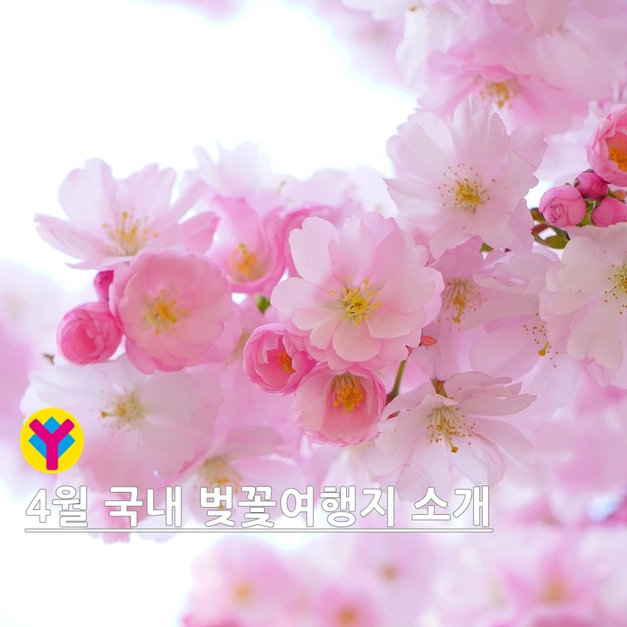4월국내벚꽃여행_야나트립4월국내벚꽃여행하기좋은곳900.jpeg