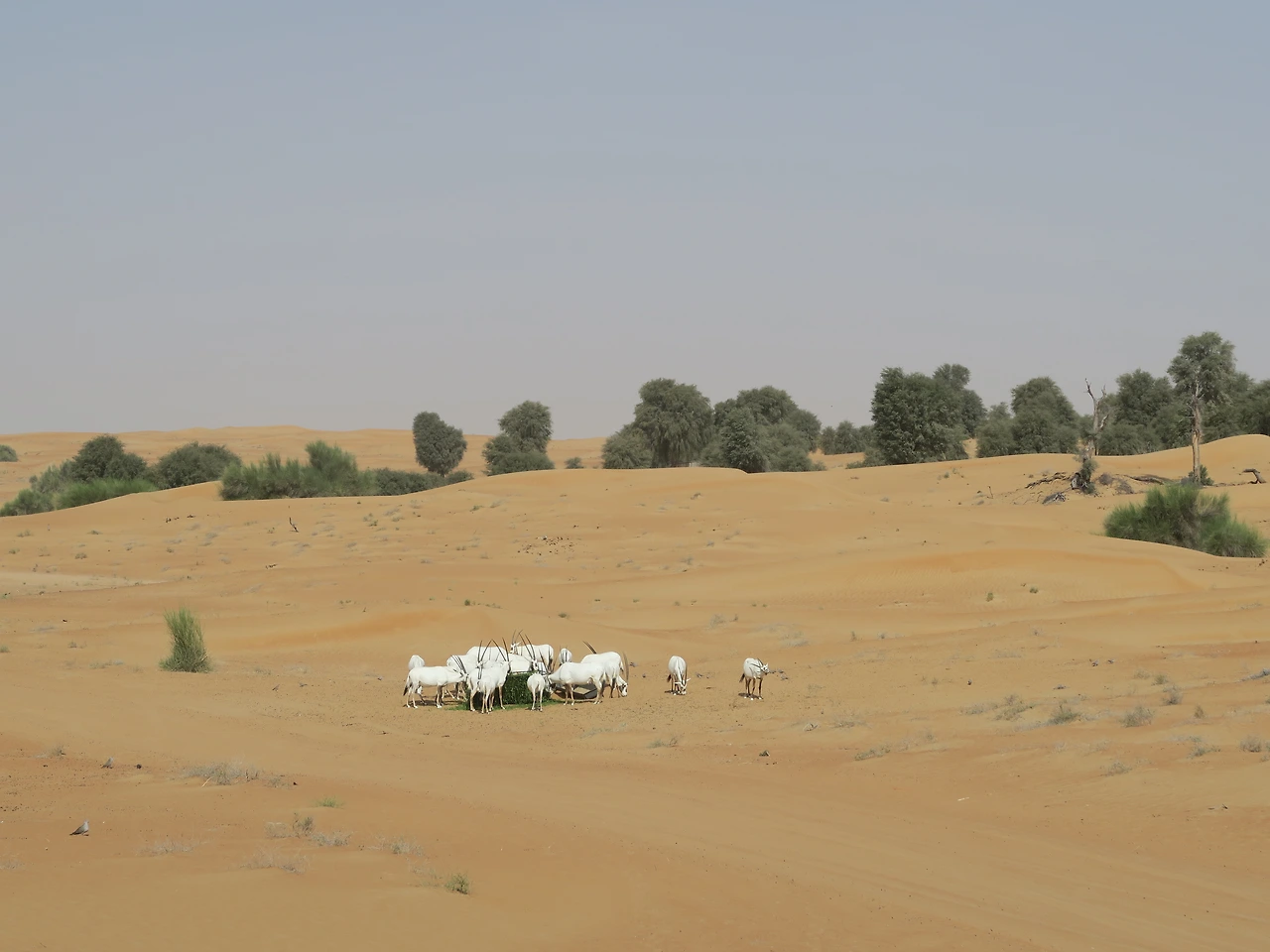 두바이 네이처 사파리 (3).JPG