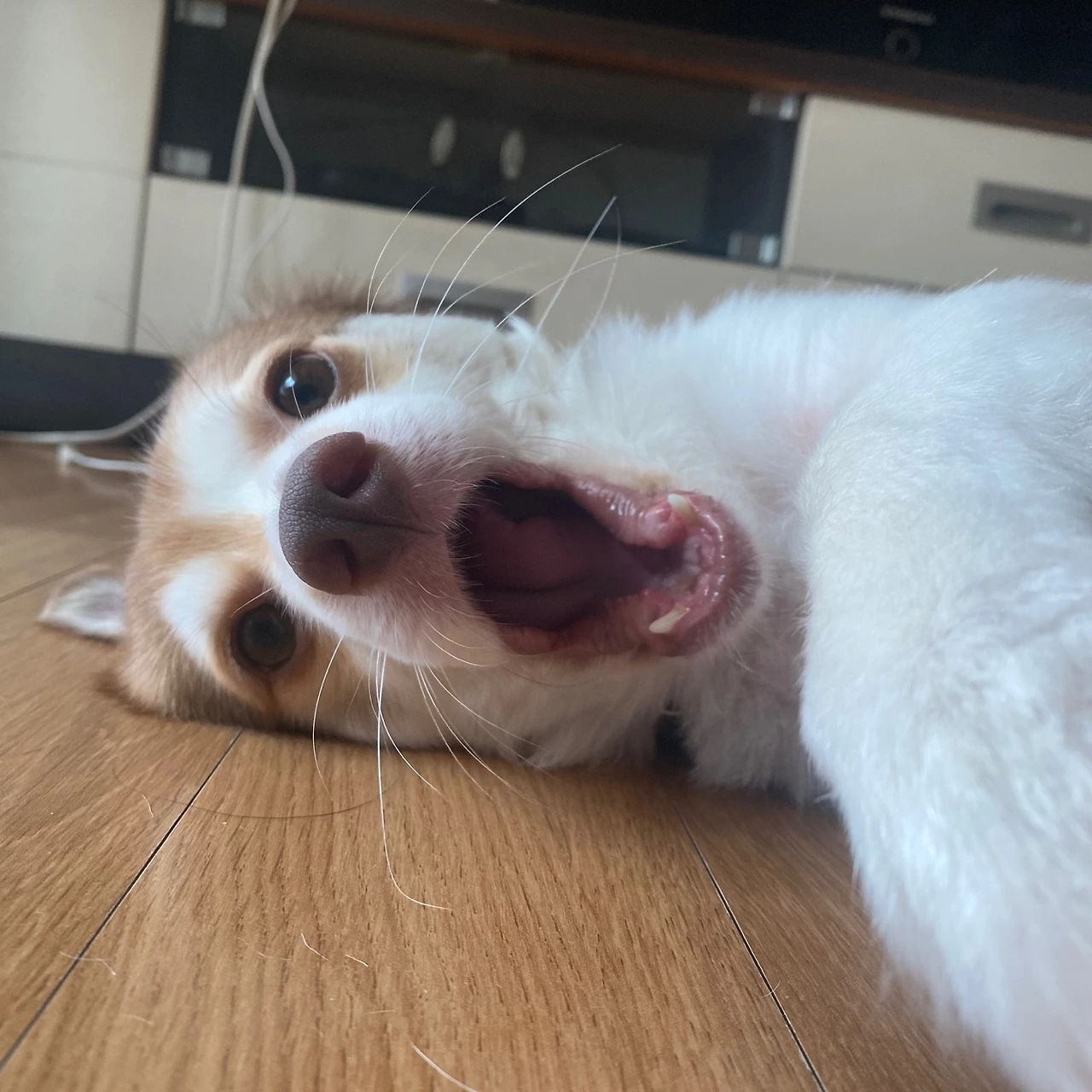 KakaoTalk_Photo_2024-09-20-11-45-49 010.jpeg