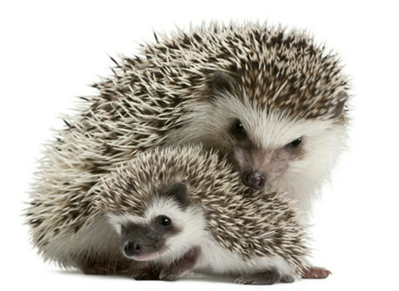 Screenshot_20170402-162215.jpg?type=w800