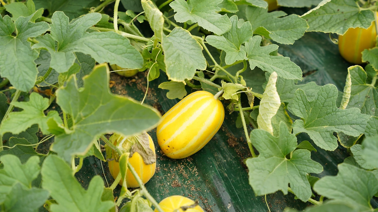 DSC08152_자연 그대로 모양의 무농약 참외.JPG