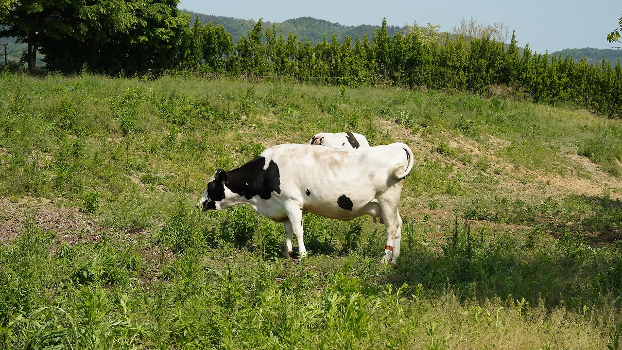 DSC09916_운동장에서 풀 먹는 소.JPG