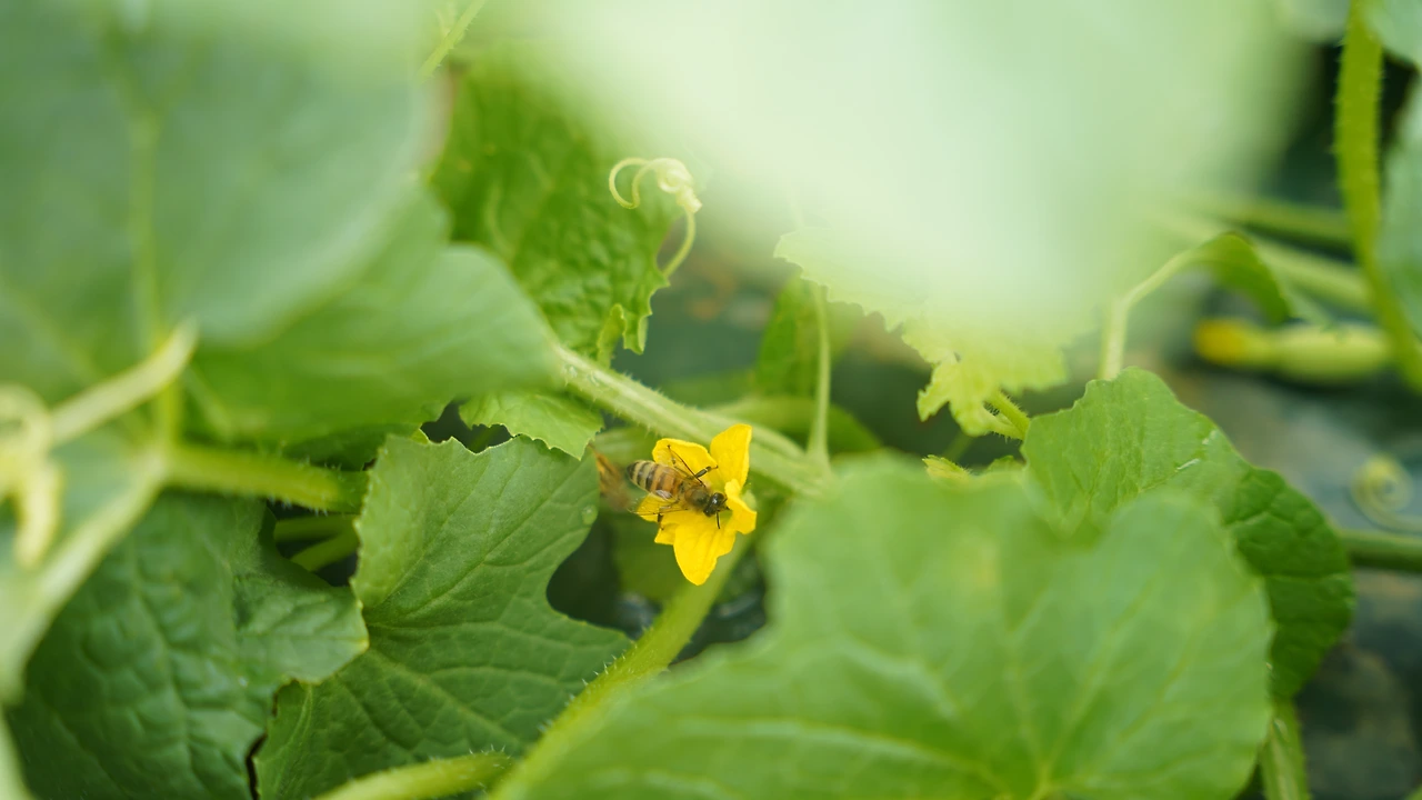 DSC08114_벌을 이용한 자연수정.JPG