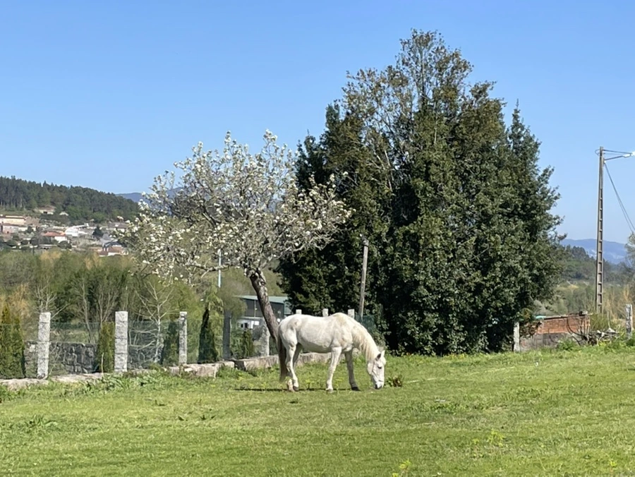 IMG_9647.jpg?type=w966