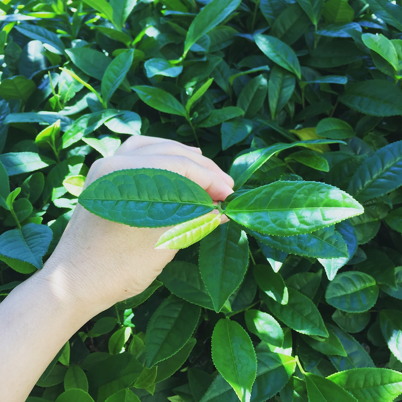 무꿍 맞춤원료 s 유기농 녹차.JPG