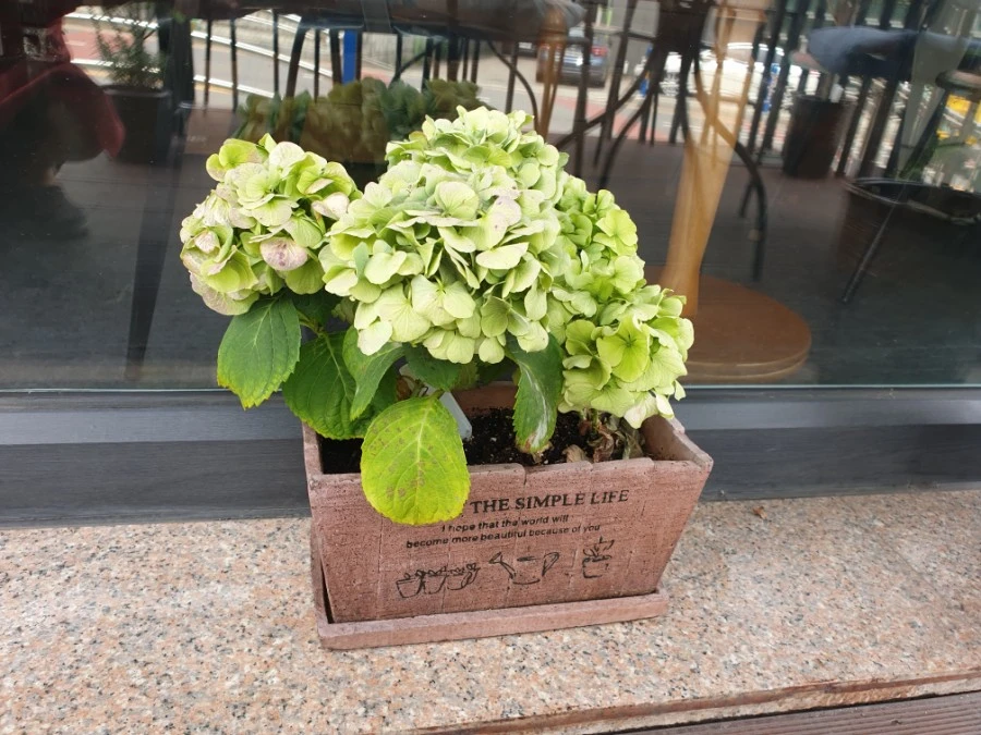 20190628_125634.jpg?type=w1