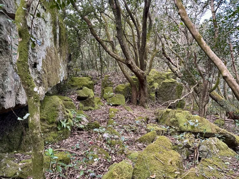 543370FA-E01F-44A7-88B8-95AE8DE848C6_1_201_a.jpeg?type=w773