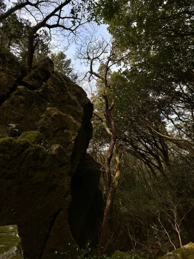 60EA0F2A-EF8A-4383-988C-048F0AA36E85_1_201_a.jpeg?type=w386